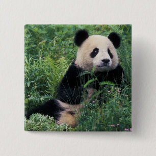 Giant panda in the grass, Wolong Valley, Sichuan 15 Cm Square Badge