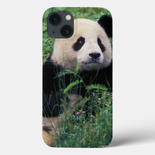Giant panda in the grass, Wolong Valley, Sichuan iPhone 13 Case