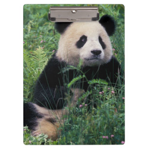 Giant panda in the grass, Wolong Valley, Sichuan Clipboard