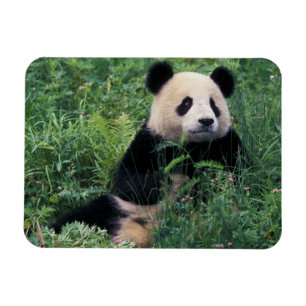 Giant panda in the grass, Wolong Valley, Sichuan Magnet