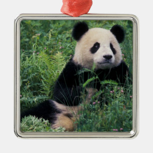 Giant panda in the grass, Wolong Valley, Sichuan Metal Tree Decoration