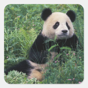 Giant panda in the grass, Wolong Valley, Sichuan Square Sticker