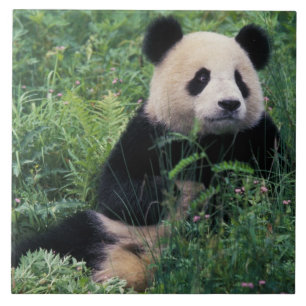 Giant panda in the grass, Wolong Valley, Sichuan Tile