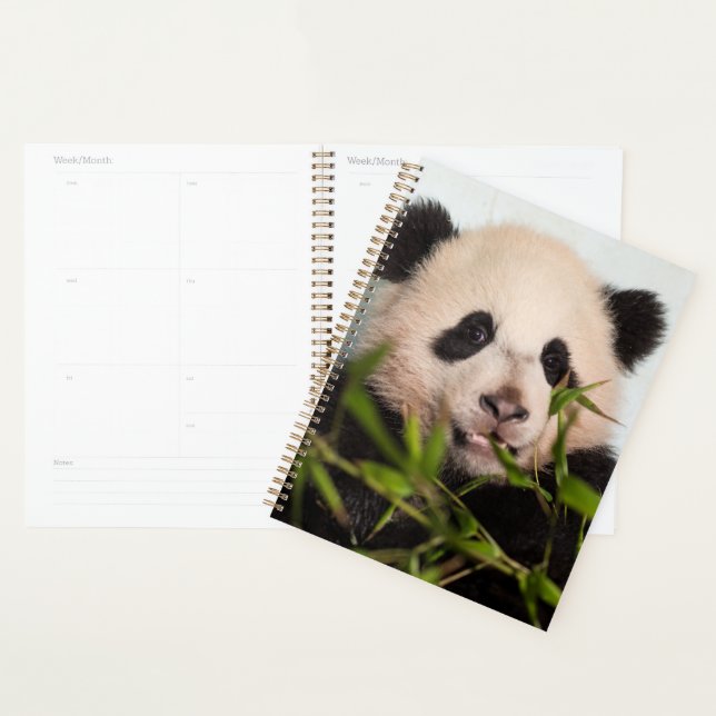 Giant Panda leaning Against Wall Planner (Display)