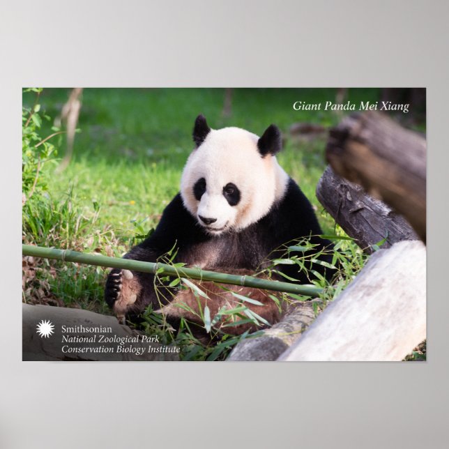 Giant Panda Mei Xiang Poster (Front)