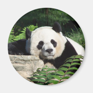 Giant Panda Napping Magnet