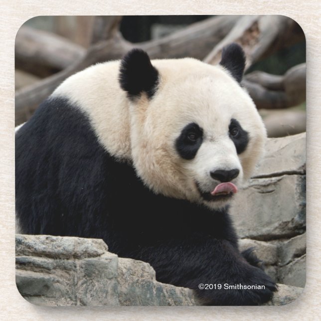 Giant Panda on Rocks Coaster (Front)