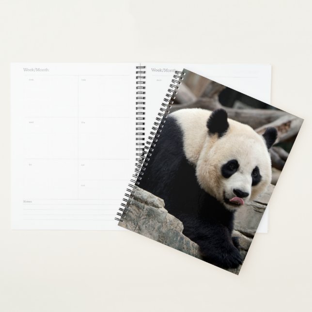 Giant Panda on Rocks Planner (Display)