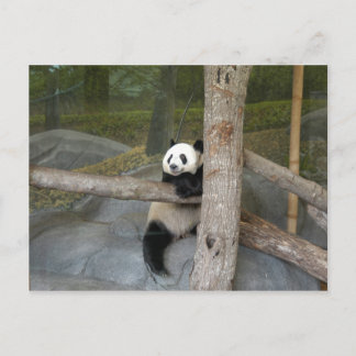 Giant Panda Postcard