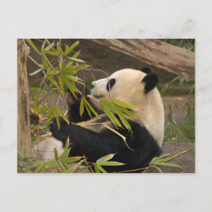 Giant Panda Postcard