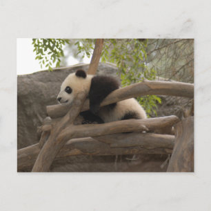 Giant Panda Postcard