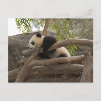 Giant Panda Postcard
