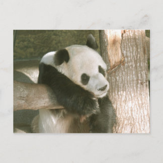 Giant Panda Postcard