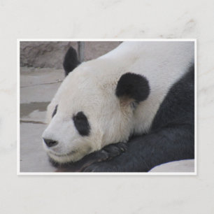 giant panda postcard