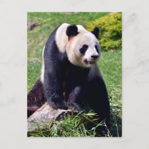 Giant panda sitting on a stone holiday postcard