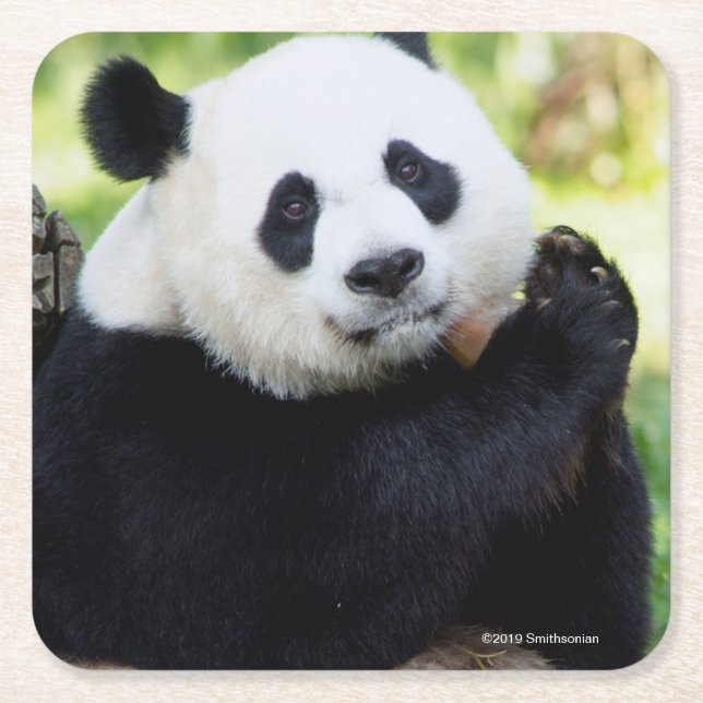 Giant Panda Sitting Square Paper Coaster (Front)