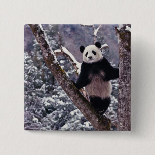 Giant Panda standing on tree, Wolong, Sichuan, 15 Cm Square Badge