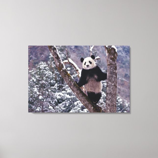 Giant Panda standing on tree, Wolong, Sichuan, Canvas Print (Front)