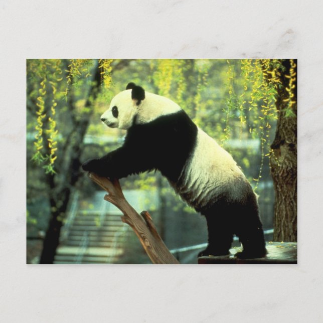Giant Panda Yoga Stretch Postcard (Front)