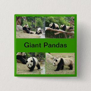 giant pandas 15 cm square badge