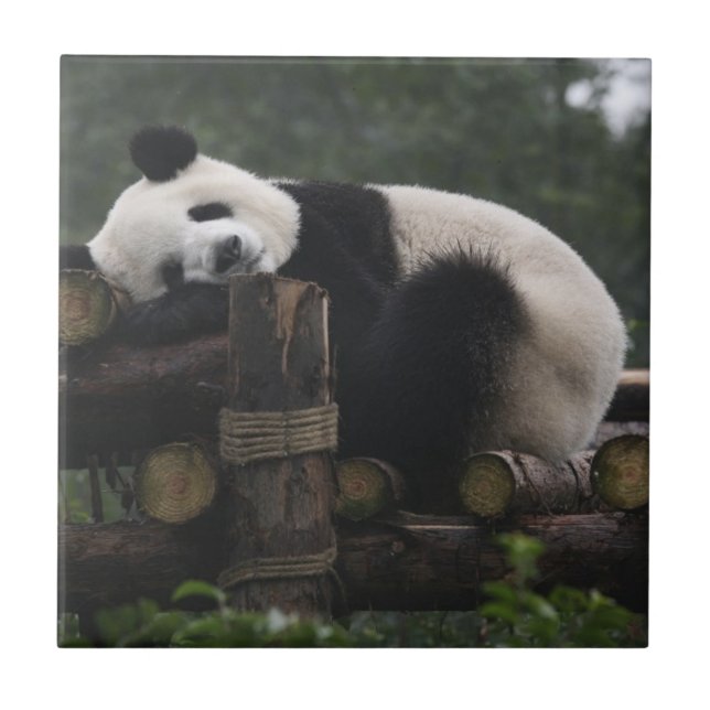 Giant pandas at the Giant Panda Protection Tile (Front)