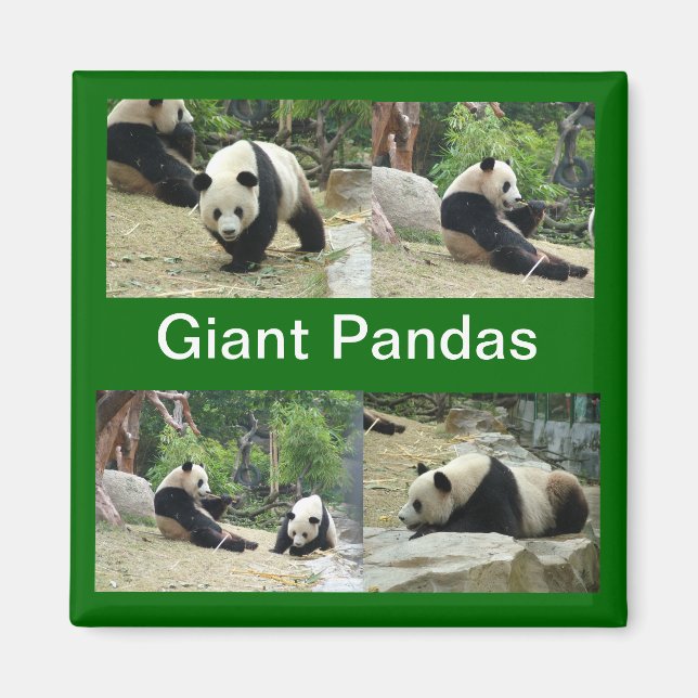 giant pandas magnet (Front)