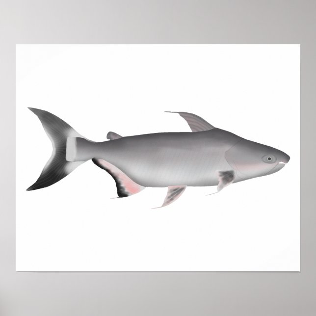 Giant Pangasius Poster (Front)