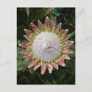 Giant Protea Flower. Postcard