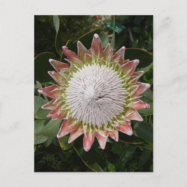 Giant Protea Flower. Postcard (Front)