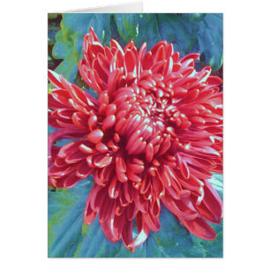 Giant Red Blossom Flower Greeting Note Card