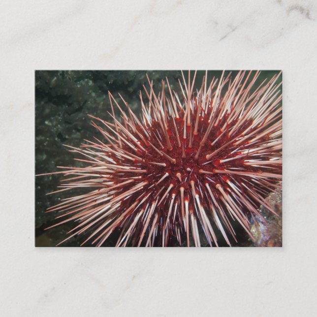 Giant Red Sea Urchin - Business Card (Front)