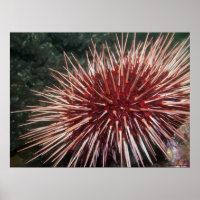 Giant Red Sea Urchin - Fine Art Print