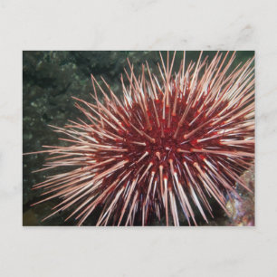 Giant Red Sea Urchin - Postcard