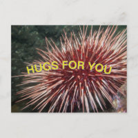 Giant Red Sea Urchin - Postcard