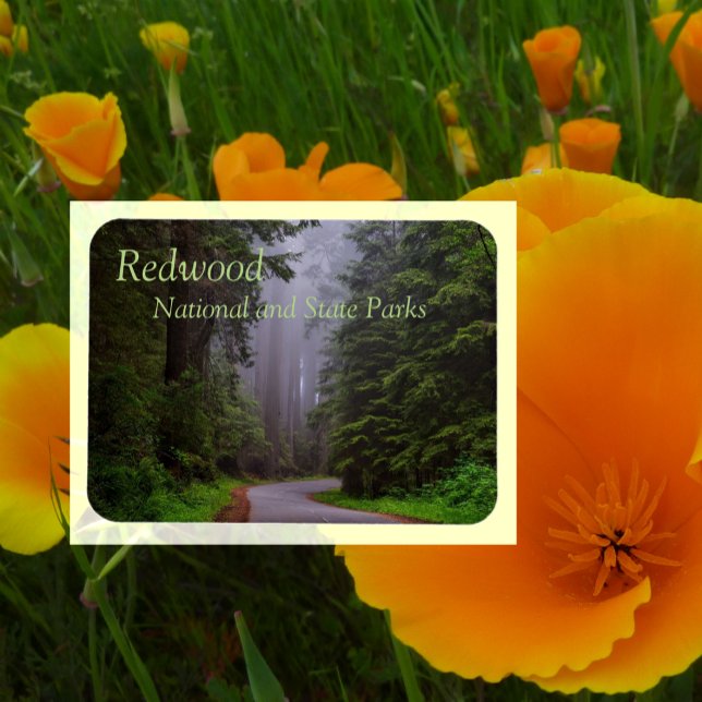 Giant Redwood Trees, Winding Road, National Park Magnet (Creator Uploaded)