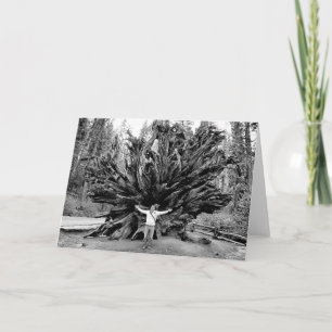 Giant Redwoods - Blank Inside Greeting Card