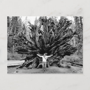 Giant Redwoods - Postcard