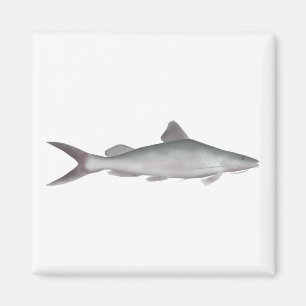 Giant River-catfish Magnet