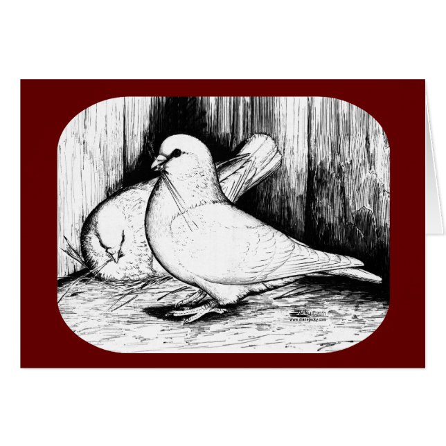 Giant Runt Pigeons (Front Horizontal)