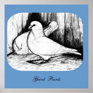 Giant Runt Pigeons Poster