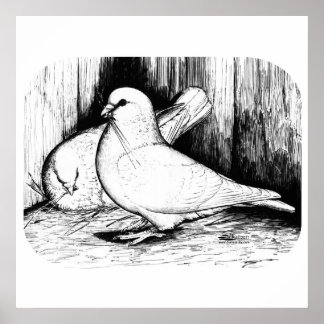 Giant Runt Pigeons Poster