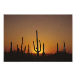 Giant saguaro cactus Cereus giganteus), Photo Print