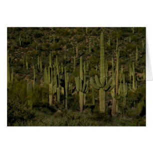 Giant Saguaro Cactus Forest Sonoran Desert Arizona