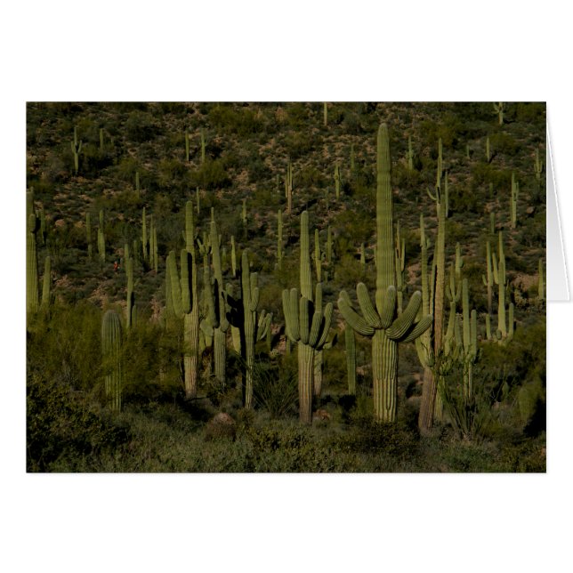 Giant Saguaro Cactus Forest Sonoran Desert Arizona (Front Horizontal)