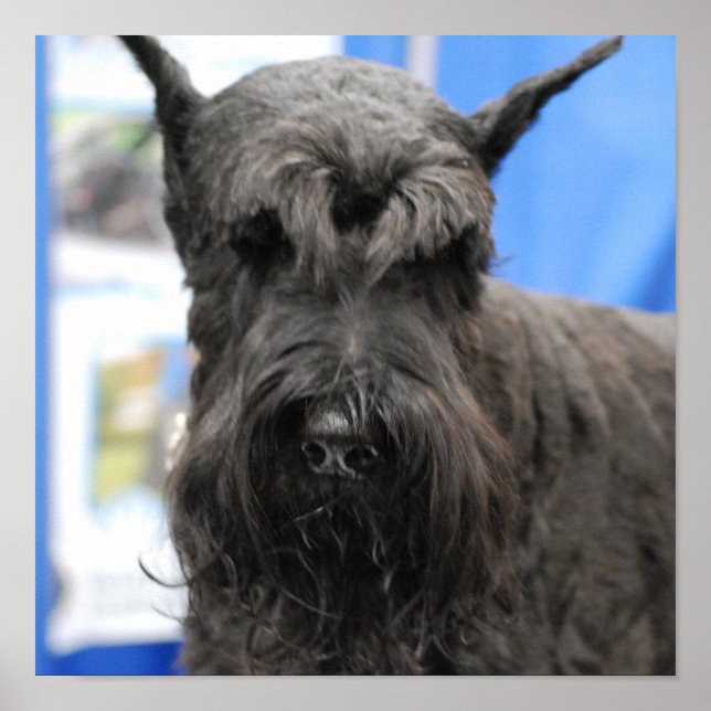 Giant Schnauzer Poster (Front)