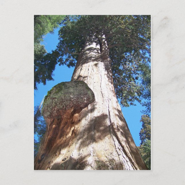Giant Seqouia Postcard (Front)