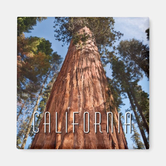 Giant Sequoia Ascends Magnet (Front)