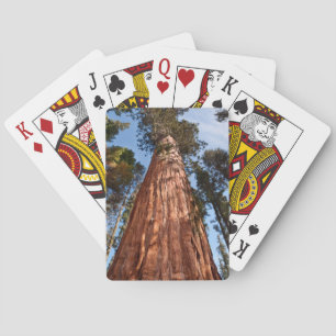 Giant Sequoia Ascends Playing Cards
