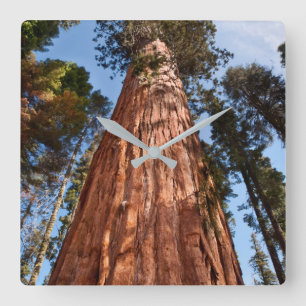 Giant Sequoia Ascends Square Wall Clock