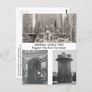 Giant Sequoia, Biggest Tree Ever Cut Down Postcard